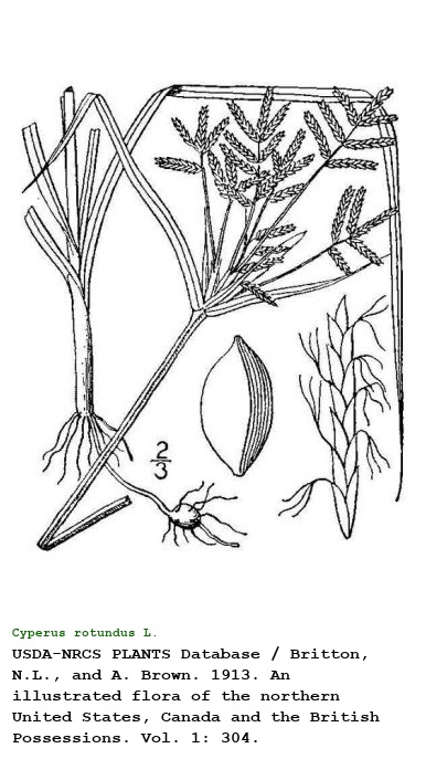 Cyperus rotundus L.